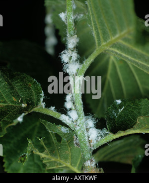 Erle Psyllid Psylla Alni wachsartige Sectretions auf Erle verlässt Blattstiele Stockfoto