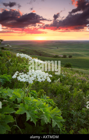 Blumen am Steptoe Butte in der Palouse Region der östlichen US-Bundesstaat Washington Stockfoto