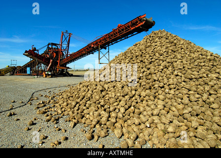 große Haufen von Zuckerrüben Stockfoto