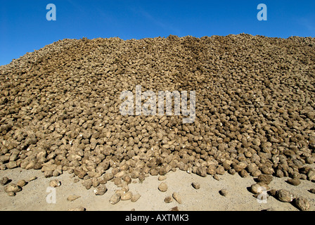 große Haufen von Zuckerrüben Stockfoto