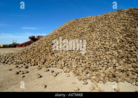 große Haufen von Zuckerrüben Stockfoto