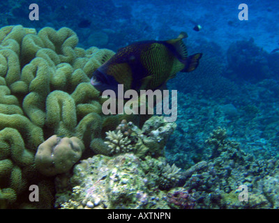 Titan-Drückerfisch [Bandos Island Reef, Kaafu Atoll, Malediven, Asien]. Stockfoto
