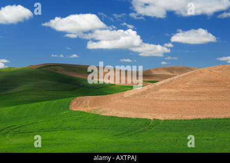 Felder in der Palouse Region des östlichen Washington unter Cumulus-Wolken Stockfoto