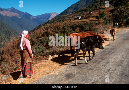 Bhutan Black Mountains Lobding Frau, die Kühe auf der Straße Stockfoto