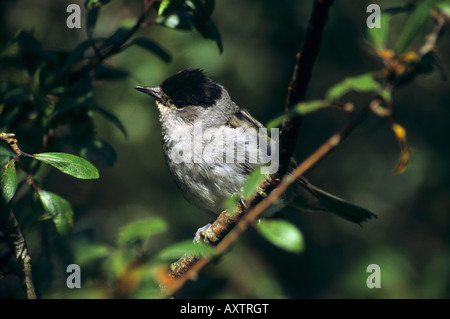 Mönchsgrasmücke Sylvia Atricapilla männlichen Stockfoto
