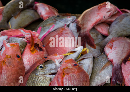 Frischer Fisch am Victoria Market, Seychellen Stockfoto