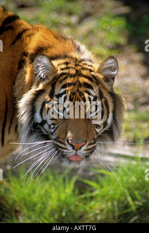 Nahaufnahme von einem Sumatra-Tiger in einem Zoo USA Stockfoto