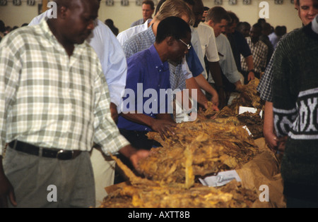 Landwirte, die Tabak bei einer Auktion untersuchen, Harare, Simbabwe, Afrika Stockfoto