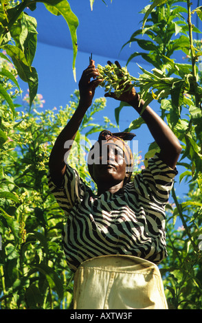 Afrikanerin, die Arbeit auf dem Tabak-Bauernhof in der Nähe von Bindura, Simbabwe, Afrika Stockfoto