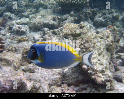 Powder Blue Chirurg Fisch / Tang [Bandos Island Reef, Kaafu Atoll, Malediven, Asien]. Stockfoto