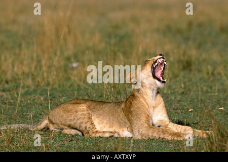 Weibliche Löwen sitzen in Green grass gähnende Afrika Stockfoto