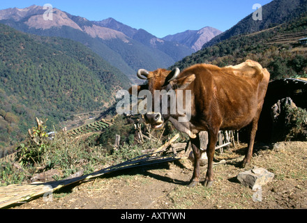 Bhutan Black Mountains Lobding Kuh am Straßenrand Stockfoto