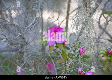 Rosa Azaleen (Rhododendron), native zum Süden der Vereinigten Staaten, unter spanischem Moos von Phaseneiche Bäumen hängen wachsen. Stockfoto