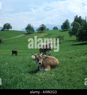 Zwei braune Braunvieh- oder Schweizer Dreifachkühe auf üppigem alpinen Grasland im Frühsommer Schweiz Stockfoto