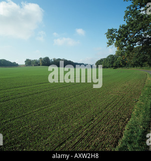 Junger Sämling Weizenernte an einem schönen Herbsttag Wiltshire Stockfoto