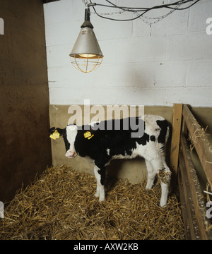 Sehr junges Holstein Friesian Kalb im Stroh gebettet Stift unter eine Infrarotlampe für Wärme Stockfoto