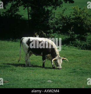 Britische Longhorn Kuh Weiden auf kurze Weide Sussex Stockfoto