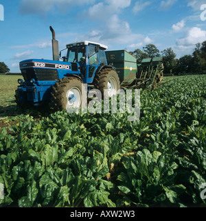 Armer Lachs Aufzug Hebe Rüben Futterpflanze Oxfordshire Stockfoto