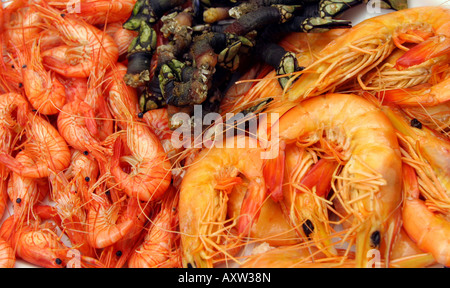 Meeresfrüchte-Platte mit Garnelen Garnelen und Gans Seepocken Stockfoto