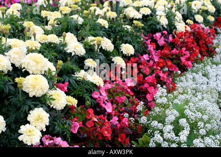 TRADITIONELLE BETTEN MIT TAGETES VANILLA AFRIKANISCHE RINGELBLUME BEGONIA SEMPERFLORENS UND LOBULARIA SÜßE ALYSSUM Stockfoto