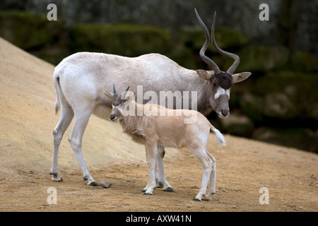 Addax-Antilopen mit Young - Addax nasomaculatus Stockfoto