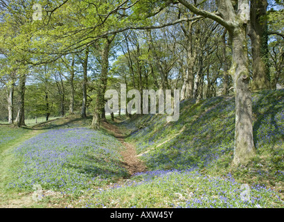 Frühling-Glockenblumen schmücken Blackbury Camp, einem alten Burgberg in der Nähe von Seaton im Südosten Devon Stockfoto