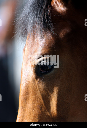 Pferde in den Ställen in Kempton Park Rennstrecke warten Stockfoto