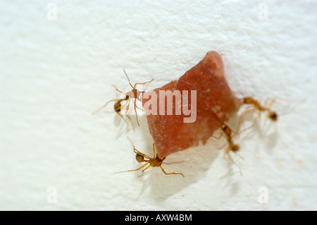 Rote Ameisen mit Nahrungsmitteln Stockfoto