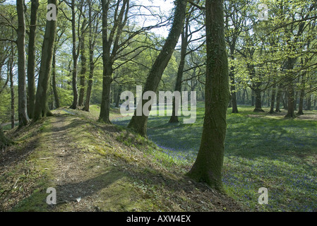 Frühling-Glockenblumen schmücken Blackbury Camp, einem alten Burgberg in der Nähe von Seaton im Südosten Devon Stockfoto