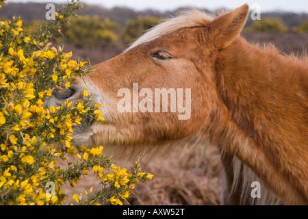 New Forest Pony Essen Ginster Stockfoto