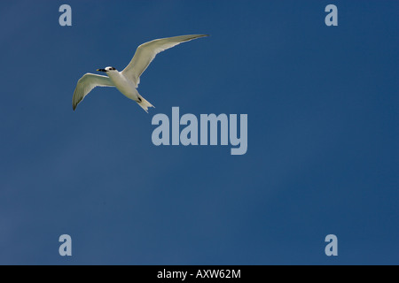 Sandwich Seeschwalben Sterna Sandvicensis im Flug Stockfoto