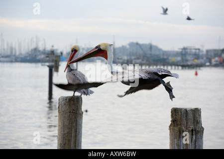 Braune Pelikane (Pelecanus Occidentalis) in Monterey, Kalifornien Stockfoto