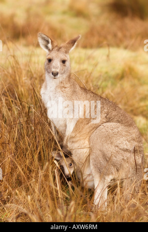 Östliche graue Känguru und Joey, Kosciuszko-Nationalpark, New South Wales, Australien, Pazifik Stockfoto