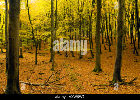 Eyeworth Holz Fritham New Forest Hampshire UK Stockfoto