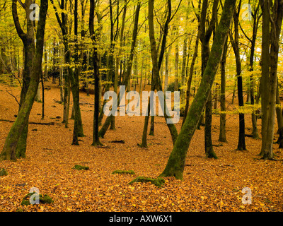 Eyeworth Holz Fritham New Forest Hampshire UK Stockfoto