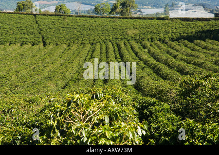 Kaffee-Plantagen an den Hängen des Vulkans Poas, in der Nähe von San Jose, Costa Rica Stockfoto