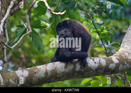 Schwarzen Brüllaffen Alonatta caraya Stockfoto