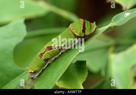 Gemeinsamen Mormone (Papilio Polytes), Raupe auf einer Pflanze Stockfoto