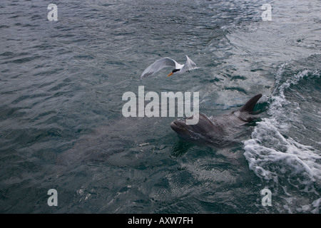 Tümmler Delfin Tursiops truncatus Bay Islands Honduras in der Karibik Stockfoto