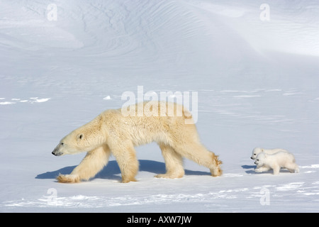 Eisbär (Ursus Maritimus) Mutter mit zwei jungen, Wapusk-Nationalpark, Churchill, Hudson Bay, Manitoba, Kanada, Nordamerika Stockfoto