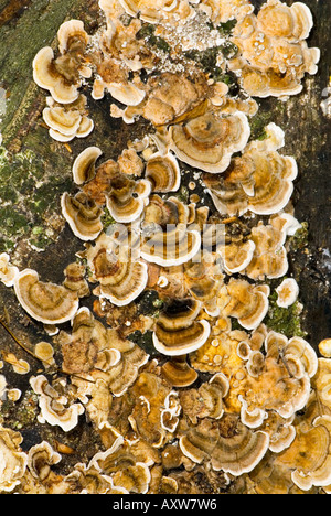 Honig-Pilze Baum Treemushroom Xylobiont Leben im Totholz Stockfoto