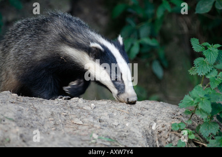 Dachs aus Pflasterstein Stockfoto