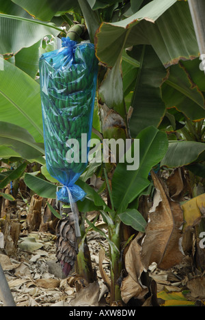 gemeinsamen Banane (Musa Paradisiaca), Banane Verpacken in eine blaue Folie, Spanien, Teneriffa Stockfoto