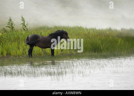 Exmoor Pony (Equus Przewalskii F. Caballus), Exmoor Pony Seitenfläche im Wasser stehend durch Nebel, Niederlande, Texel Stockfoto