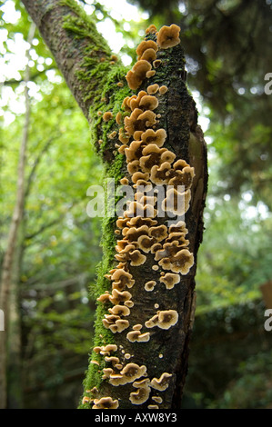 Behaarte Vorhang Kruste (Stereum Hirsutum) Pilze wachsen auf Baumstamm UK Stockfoto
