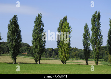 Lombardei-Pappel (Populus Nigra var. Italica, Populus Nigra 'Italica', Populus Italica, Populus Nigra Italica), in einer Reihe, Deutsch Stockfoto