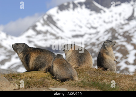 Alpen-Murmeltier (Marmota Marmota), Murmeltier-Familie sitzt mit seinem Bau Hohe Tauern Nationalpark, Österreich, Tirol, NP Hohe Tauern Stockfoto