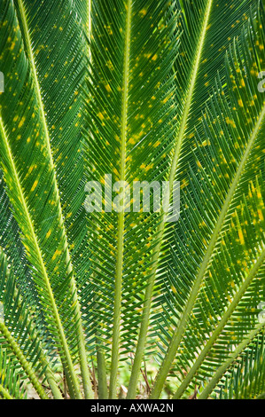 Baumfarn, Arenal, Costa Rica Stockfoto