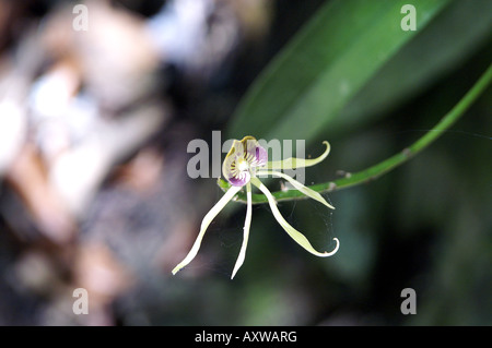 schwarze Orchidee, nationale Blume von Belize Stockfoto