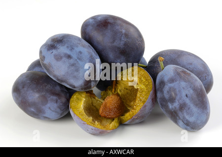 Pflaume (Prunus Domestica), mehrere, einer davon schneiden Stockfoto